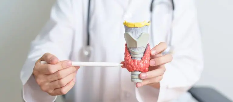 A clinician demonstrates to a patient using an anatomical model of the thyroid.