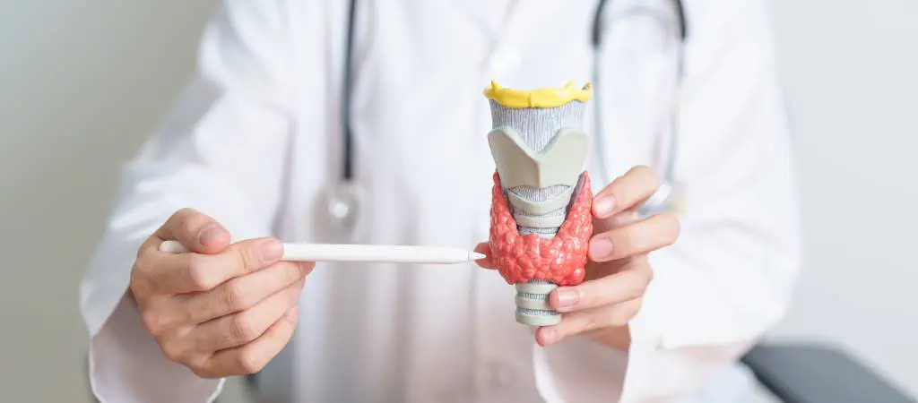 A clinician demonstrates to a patient using an anatomical model of the thyroid.