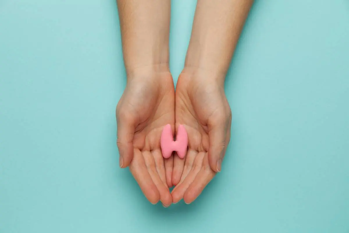 Two hands hold an anatomical model of the thyroid.