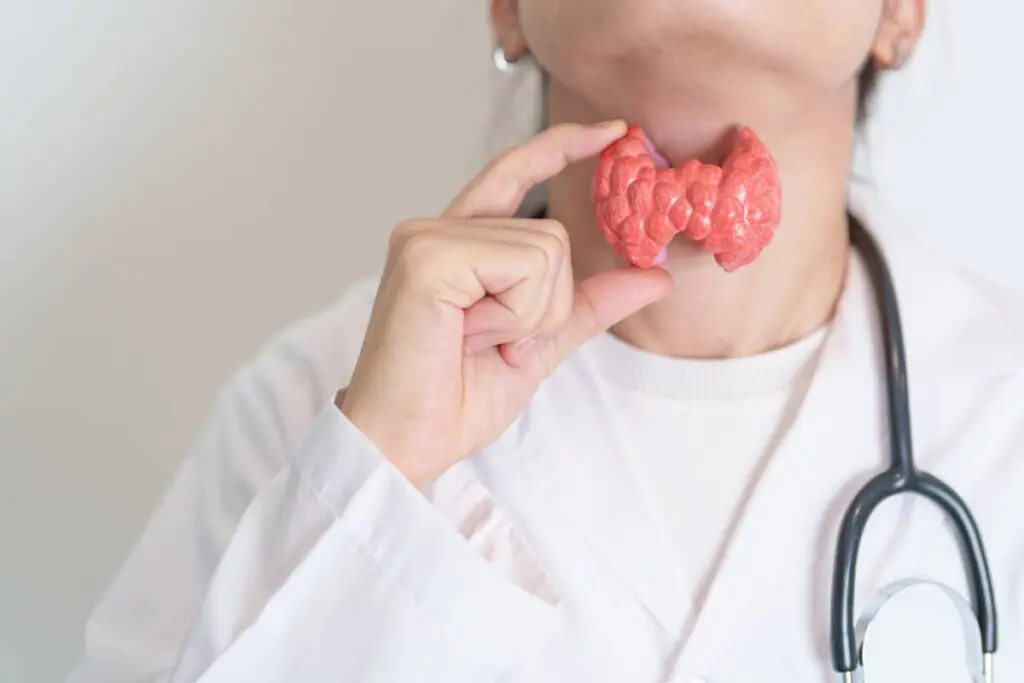 A clinician holds an anatomical model of the human thyroid up to her neck.
