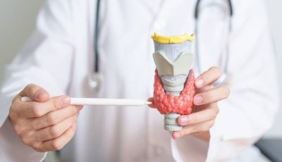 A clinician demonstrates to a patient using an anatomical model of the thyroid.