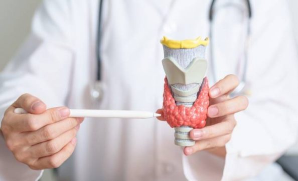 A clinician demonstrates to a patient using an anatomical model of the thyroid.